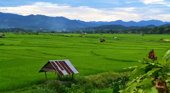 Luang Namtha Rice-fields